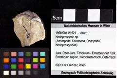 Foto (Objket + Etiketten) von Lecythocaris paradoxa (von Meyer, 1858) 